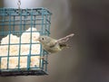 Ruby-crowned kinglet feeding on a feeder Royalty Free Stock Photo