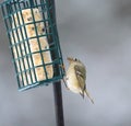 Ruby-crowned kinglet feeding on a feeder Royalty Free Stock Photo