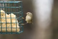 Ruby-crowned kinglet feeding on a feeder Royalty Free Stock Photo