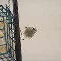 Ruby-crowned kinglet feeding on a feeder Royalty Free Stock Photo