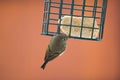 Ruby-crowned kinglet feeding on a feeder Royalty Free Stock Photo