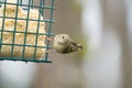 Ruby-crowned kinglet feeding on a feeder Royalty Free Stock Photo
