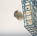 Ruby-crowned kinglet feeding on a feeder Royalty Free Stock Photo
