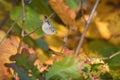 Ruby-crowned Kinglet With Autumn Leaves Royalty Free Stock Photo