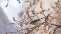 Ruby crowned kinglet hunting for insects in winter tree