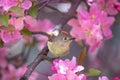 Ruby crowned kinglet in a natural environment background