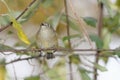 A ruby crowned kinglet perched on a bracnh with fall colors in the background