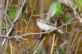 A ruby crowned kinglet perched on a bracnh with fall colors in the background