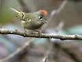 Ruby-crowned Kinglet Perched on a Branch