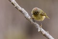 Ruby-Crowned Kinglet