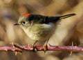 Ruby Crowned Kinglet - Regulus calendula