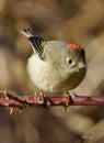 Ruby Crowned Kinglet - Regulus calendula Royalty Free Stock Photo