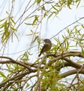 Ruby-crowned kinglet resting in woods Royalty Free Stock Photo