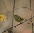 Ruby-crowned kinglet resting in woods