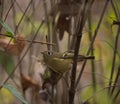 Ruby-crowned kinglet resting in woods