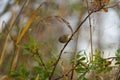 Ruby-crowned kinglet resting in woods