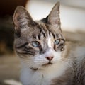 Ruby eyed cat furr Royalty Free Stock Photo