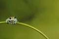 Ruby eyed tree Frog on bamboo