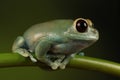 Ruby eyed tree Frog on bamboo