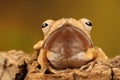 Ruby Eyed Tree Frog