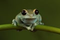 Ruby eyed tree Frog