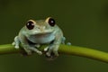 Ruby eyed tree Frog