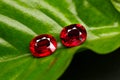 Ruby Gemstone Beauty shot gemstone natural Royalty Free Stock Photo