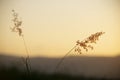 Close up of Ruby Grass at sunset Royalty Free Stock Photo