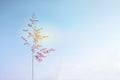 Soft focus image of single red Ruby Grass on light blue sky background Royalty Free Stock Photo