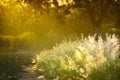 Ruby Grass at sunset on countryside Thailand Royalty Free Stock Photo