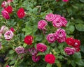 Ruby ice floribunda roses at the Fort Worth Botanic Garden in Texas.