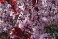 Ruby leaves and pink flowers of Prunus pissardii in spring Royalty Free Stock Photo