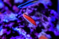 Ruby Longfin Fairy Wrasse - Cirrhilabrus rubeus