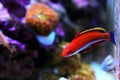 Ruby Longfin Fairy Wrasse - Cirrhilabrus rubeus