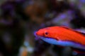 Ruby Longfin Fairy Wrasse - Cirrhilabrus rubeus