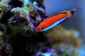 Ruby Longfin Fairy Wrasse - Cirrhilabrus rubeus