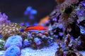 Ruby Longfin Fairy Wrasse - Cirrhilabrus rubeus