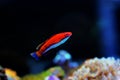 Ruby Longfin Fairy Wrasse - Cirrhilabrus rubeus