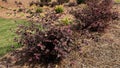 Closeup of Ruby Loropetalum shrubs