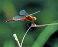 Ruby Meadowhawk Dragonfly   32436 Royalty Free Stock Photo