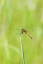 Ruby Meadowhawk Dragonfly  703379 Royalty Free Stock Photo