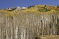 Ruby Peak above aspen trees by Kebler Pass Royalty Free Stock Photo