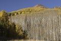 Ruby Peak above aspen trees by Kebler Pass Royalty Free Stock Photo