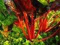 Ruby Rainbow Swiss Chard