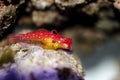 Ruby Red Dragonet - Synchiropus sycorax Royalty Free Stock Photo