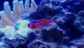 Ruby Red Dragonet fish - Synchiropus sycorax Royalty Free Stock Photo