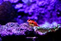 Ruby Red Dragonet fish - Synchiropus sycorax Royalty Free Stock Photo