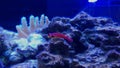 Ruby Red Dragonet fish - Synchiropus sycorax Royalty Free Stock Photo