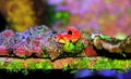 Ruby Red Dragonet fish - Synchiropus sycorax Royalty Free Stock Photo