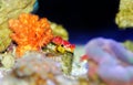 Ruby Red Dragonet - Synchiropus sycorax Royalty Free Stock Photo